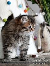 Load image into Gallery viewer, Cat Cave, Christmas Tree
